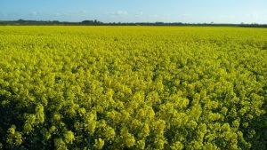 Crop growing in field